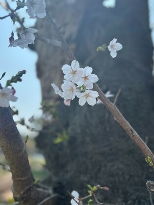 88「春によせて」