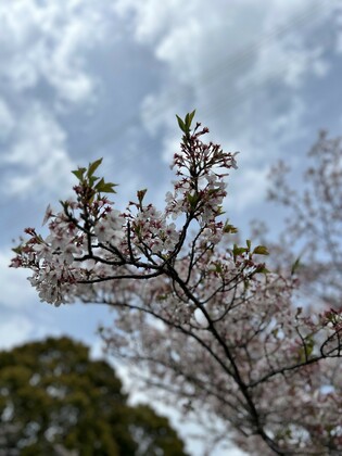 99「命を燃やして生きること」